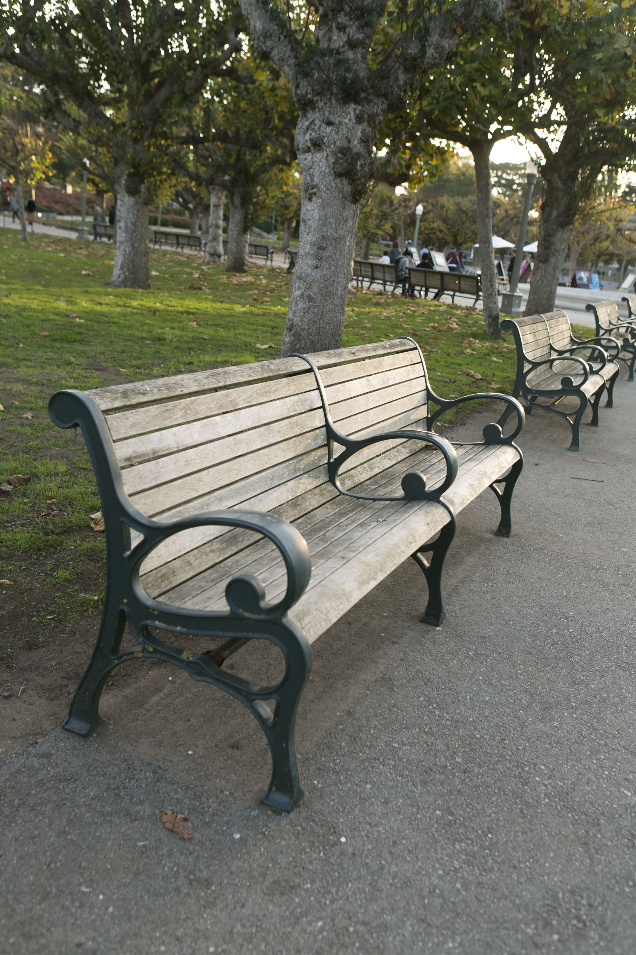 An Afternoon in Golden Gate Park.